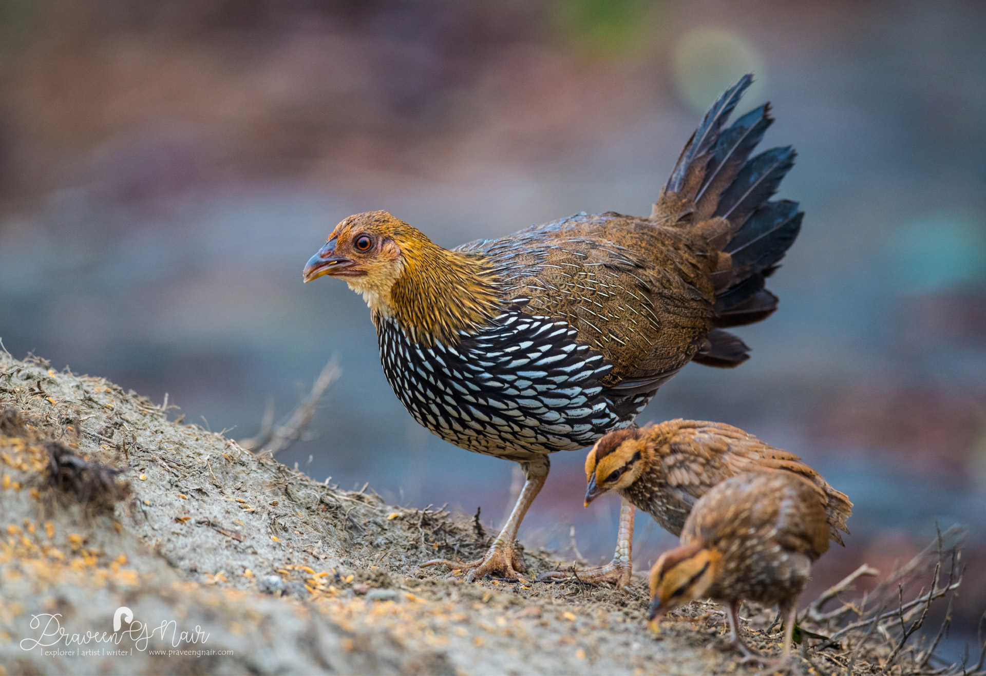 Grey jungle fowl Hen with chicks