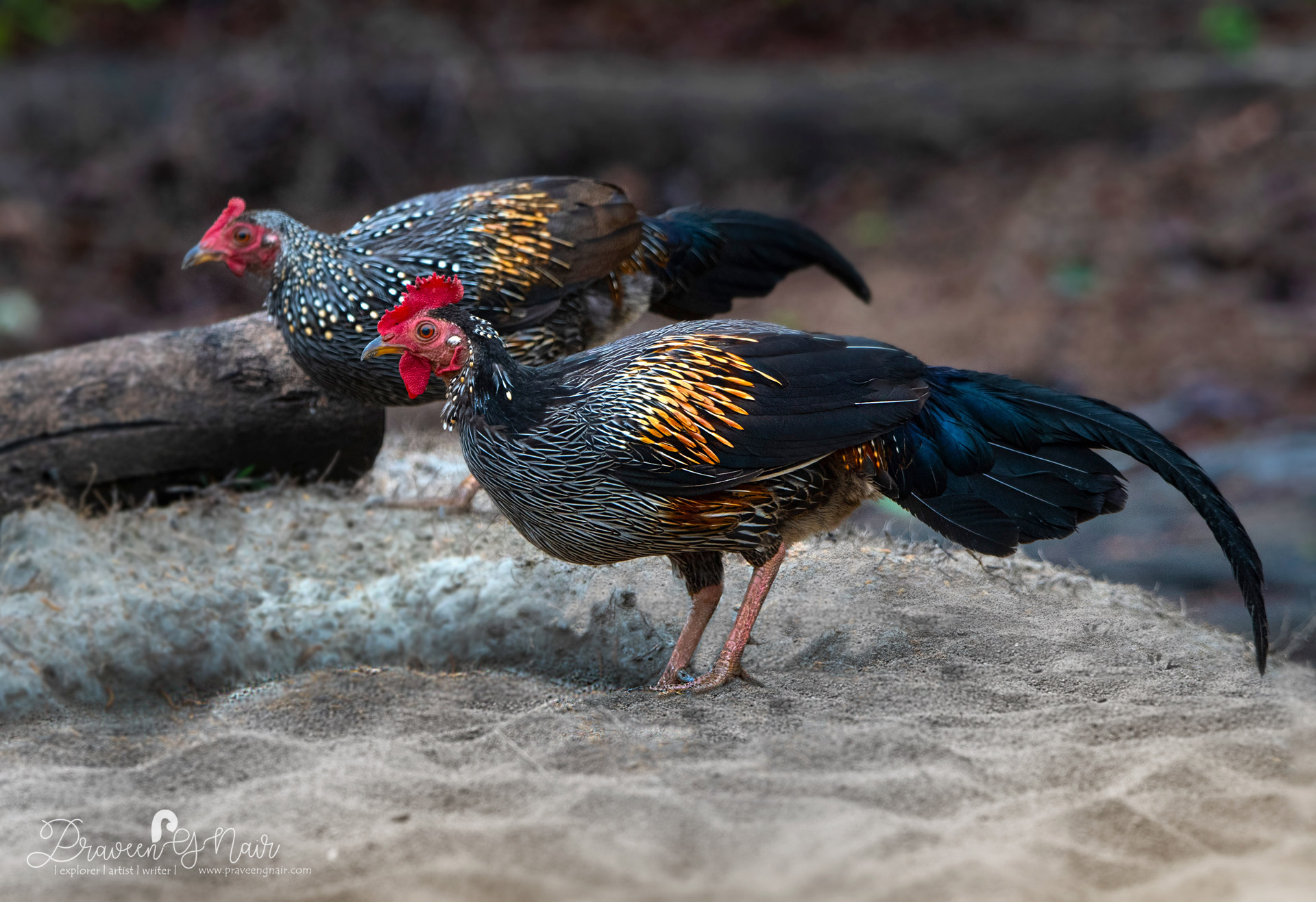 Grey junglefowl cock in Nagarahole Tiger Reserve