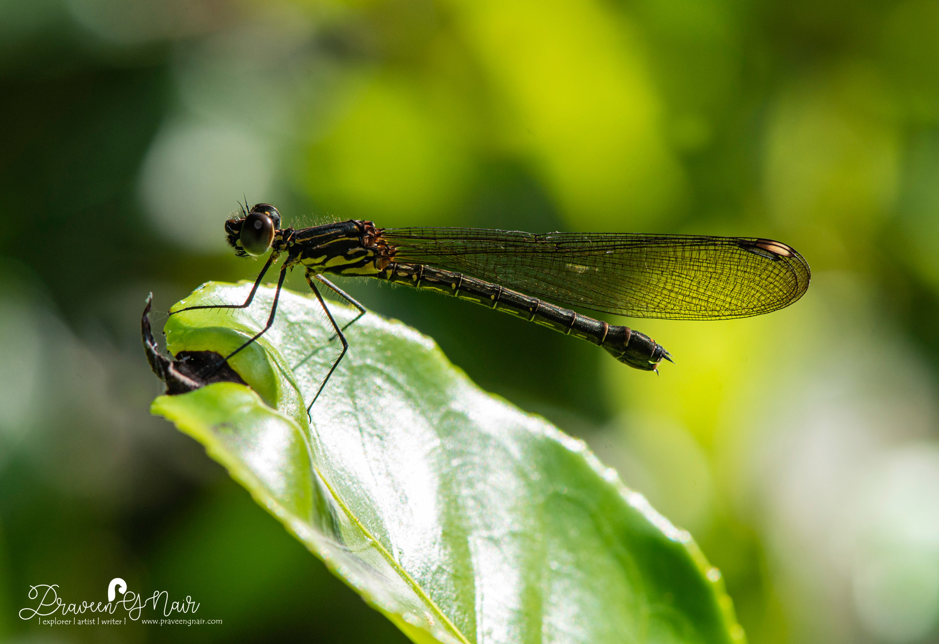 Heliocypha bisignata female