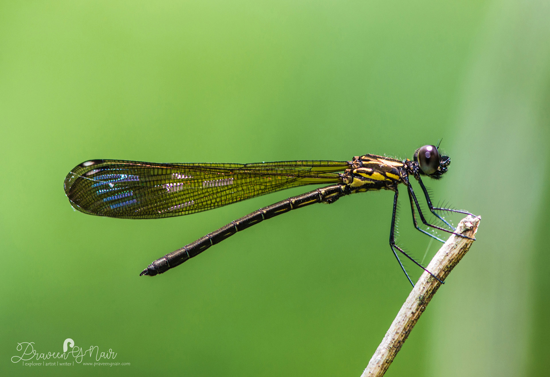 Heliocypha-bisignata female