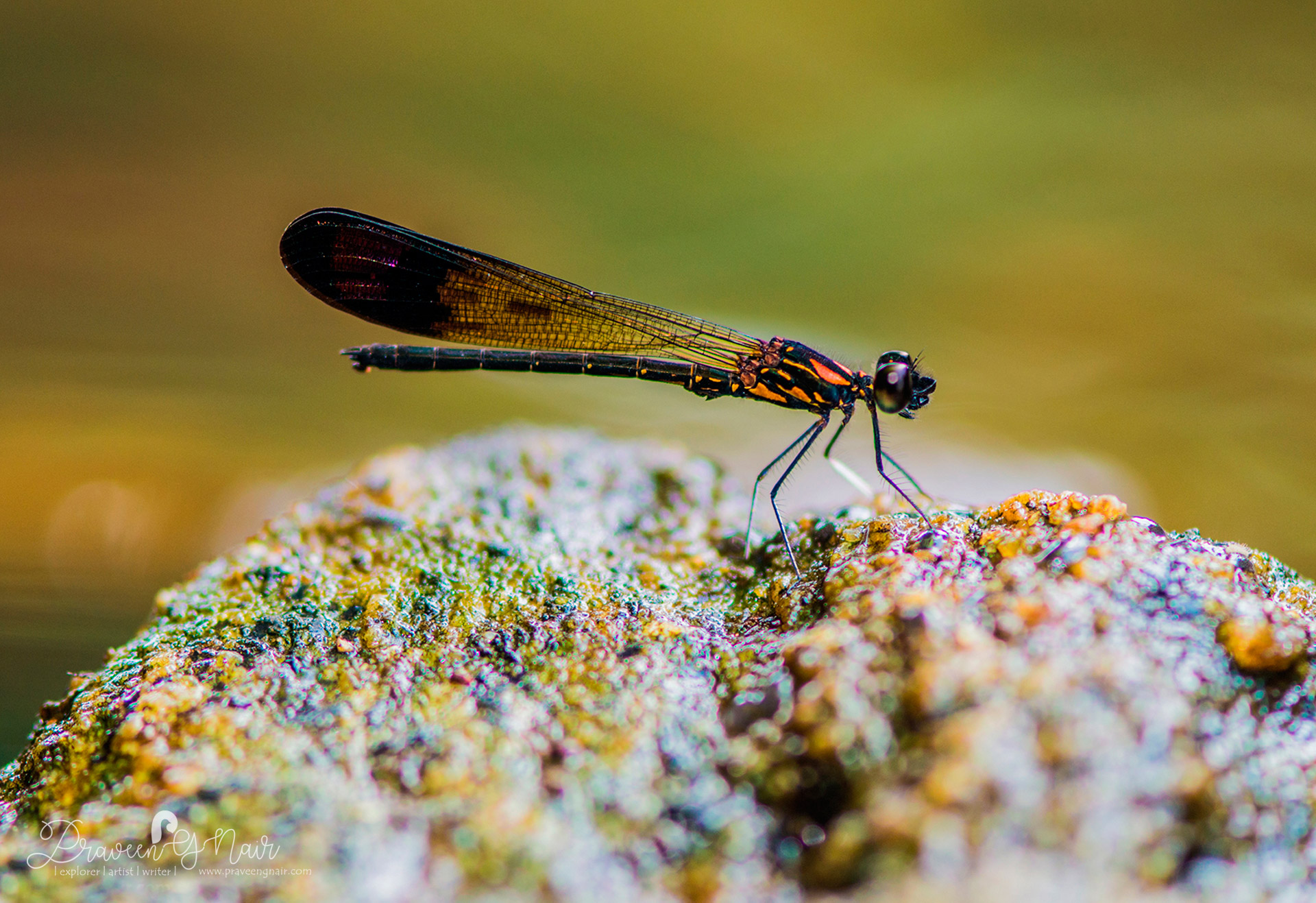 Heliocypha-bisignata male