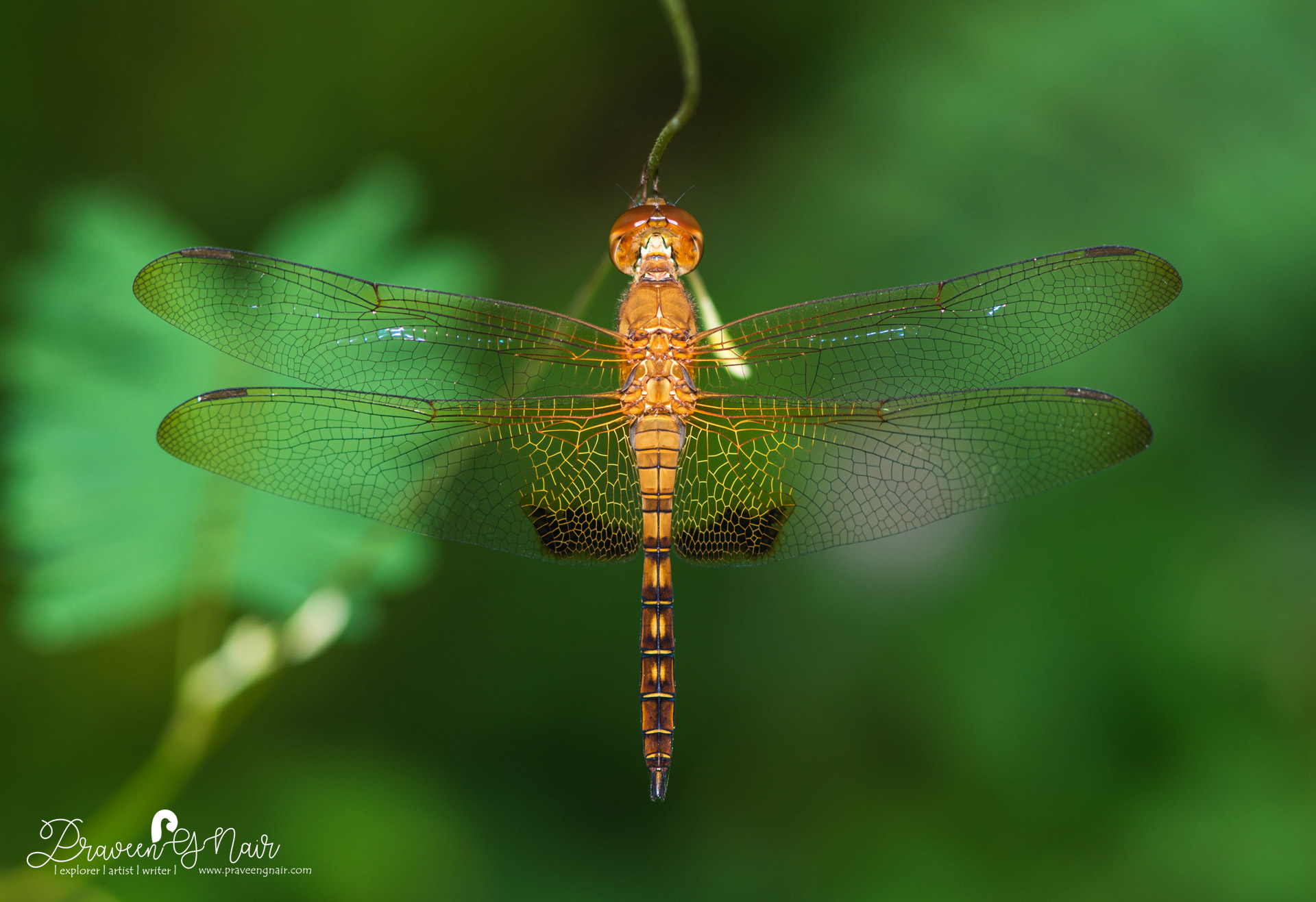 Hydrobasileus croceus, amber-winged marsh glider
