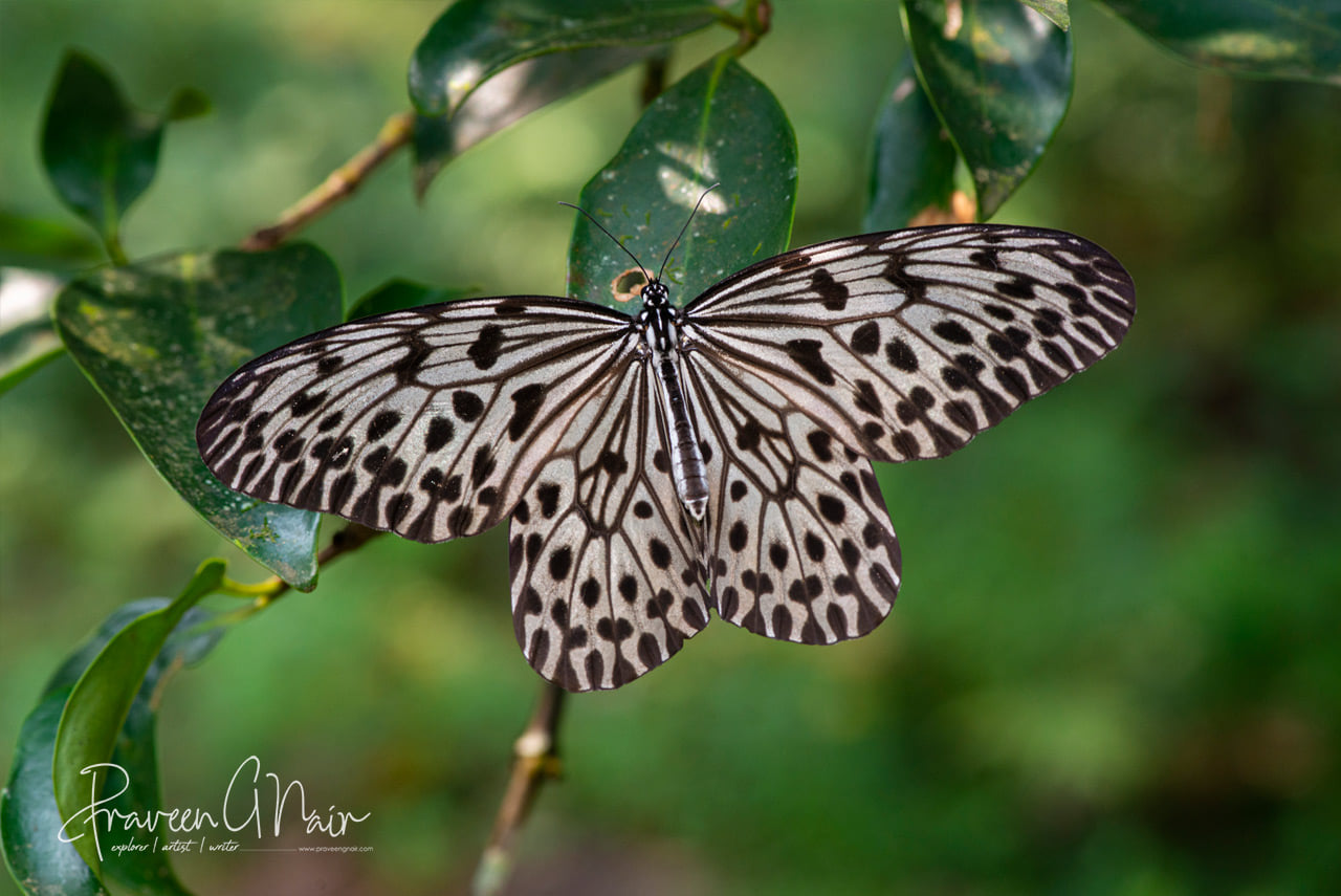Idea malabarica, Malabar tree nymph