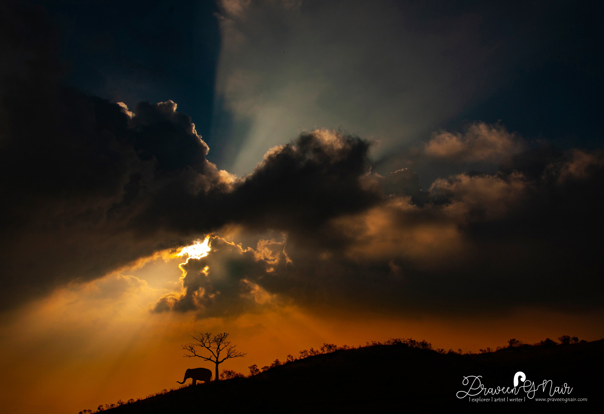 indian elephant in sunset time