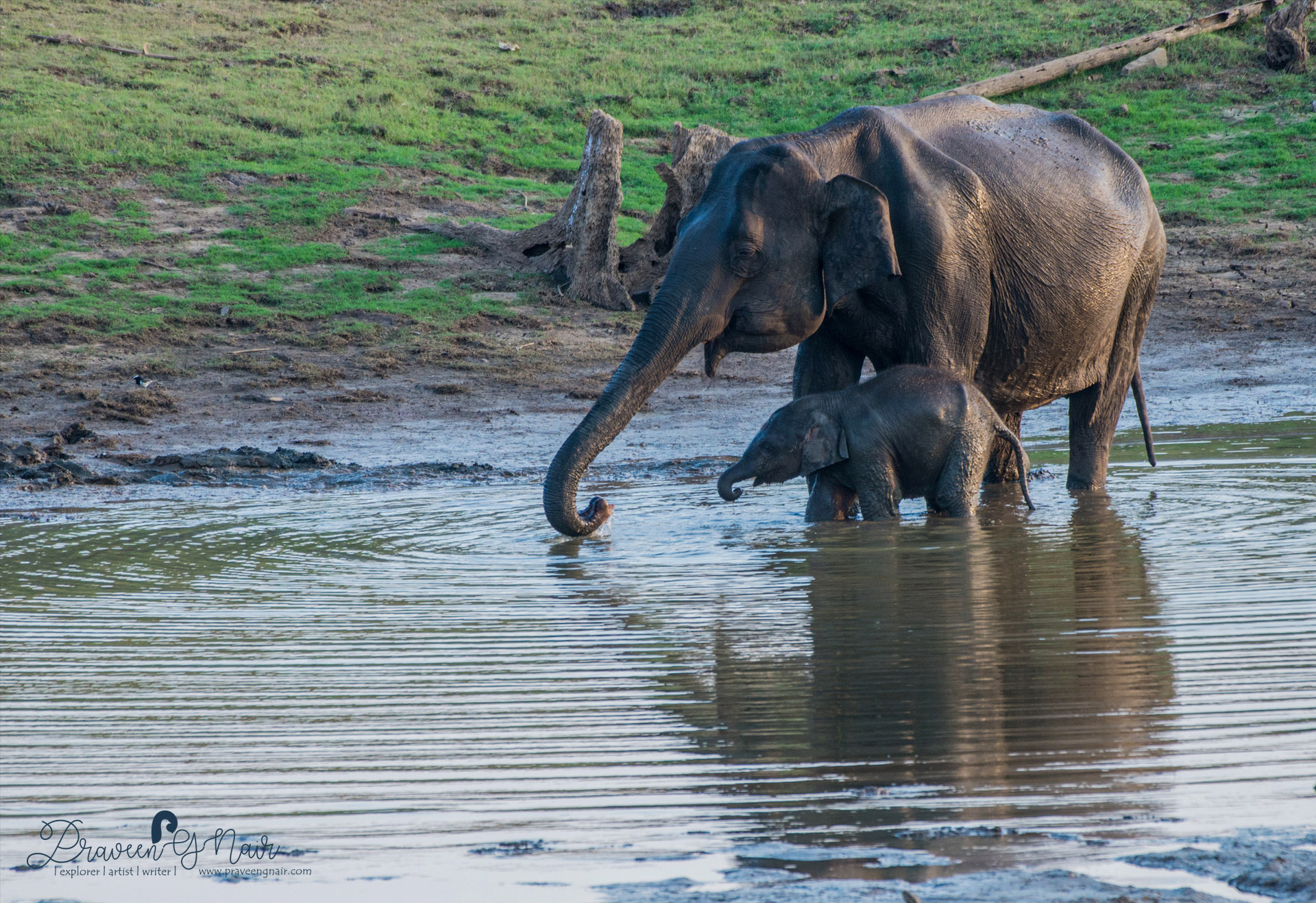 indian elephant with baby enjoying water