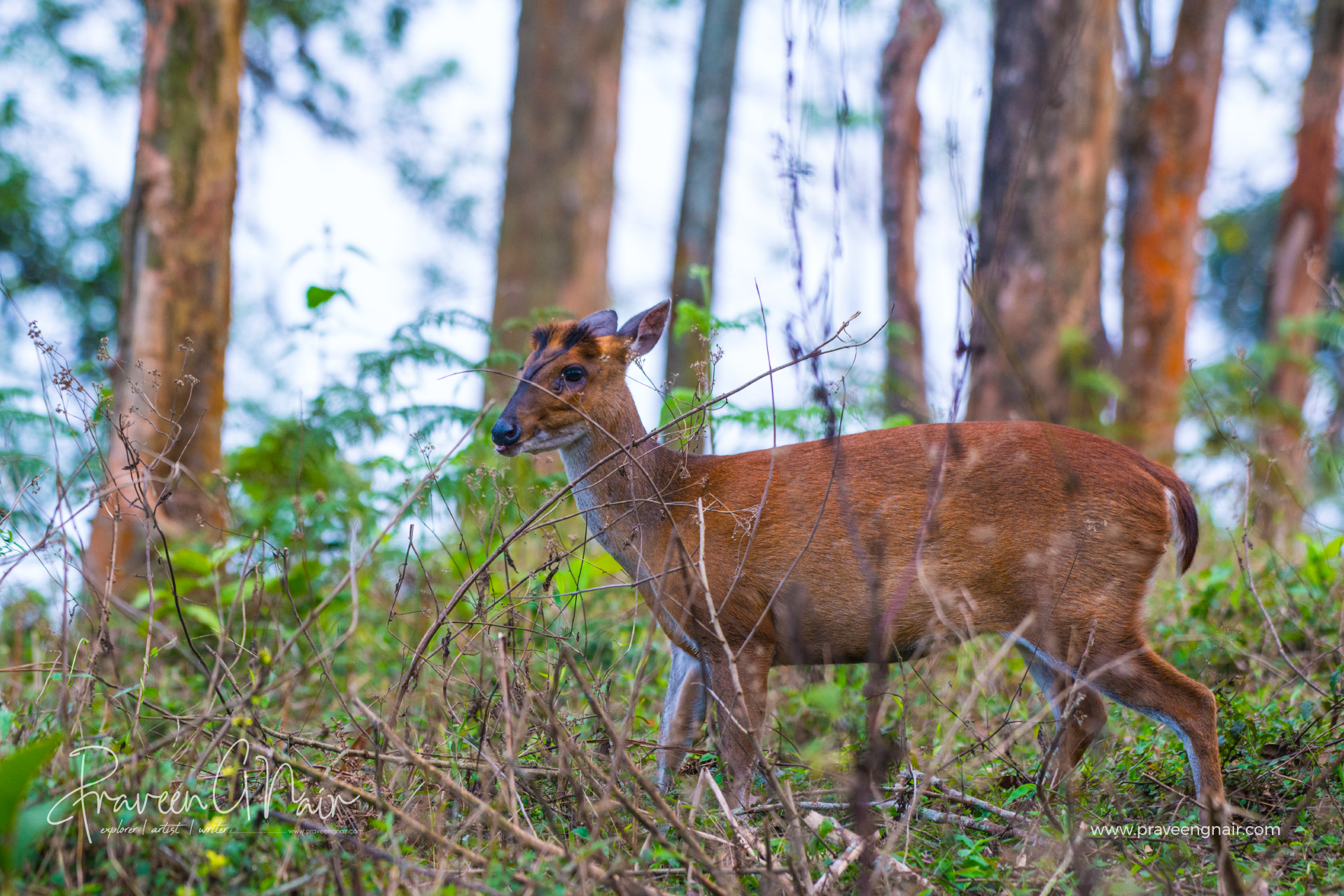 Indian muntjac_common muntjac