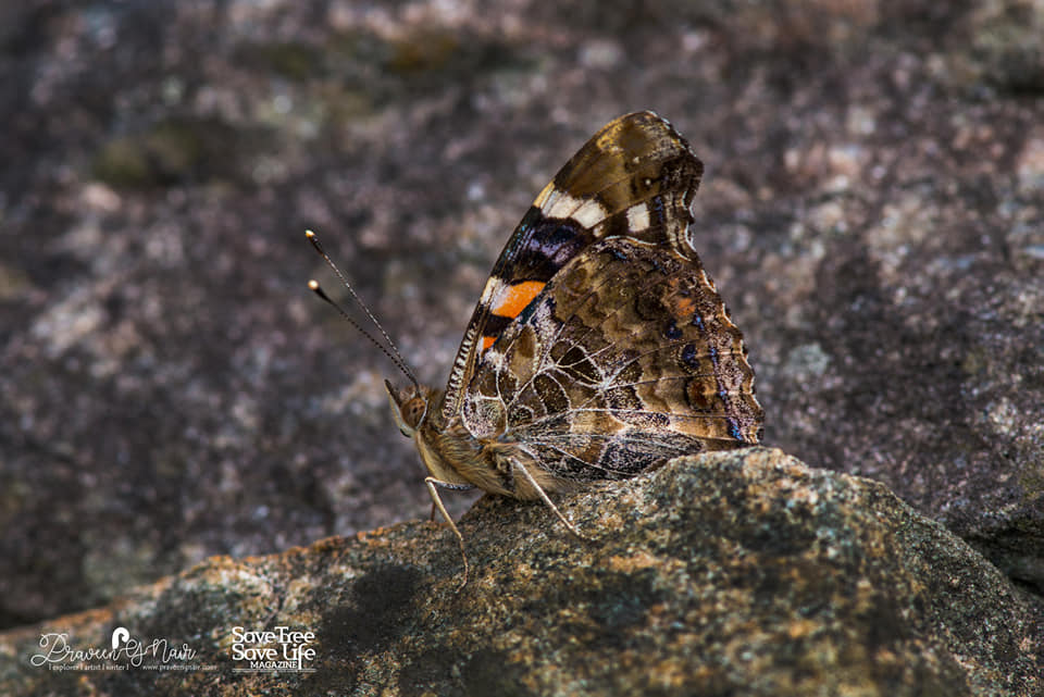Indian red admiral closed wings