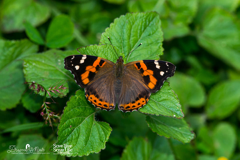 Indian red admiral or Vanessa indica