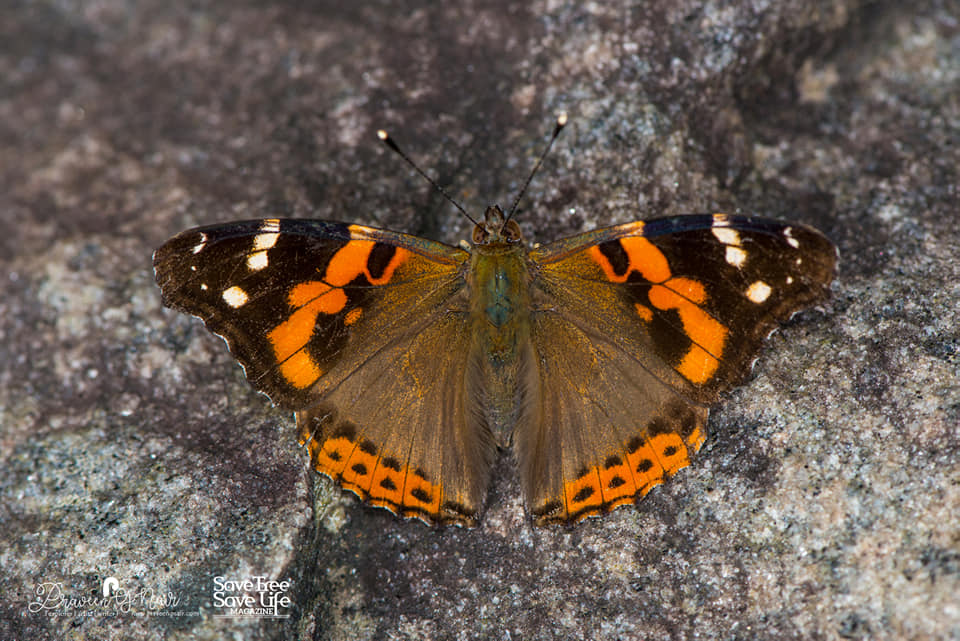 Indian red admiral or Vanessa indica