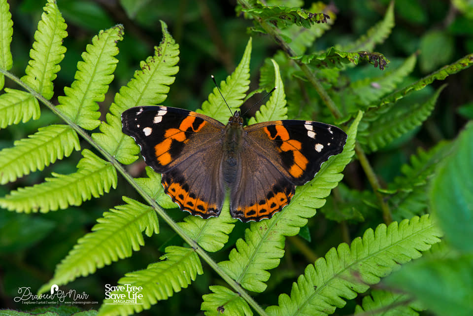 Indian red admiral
