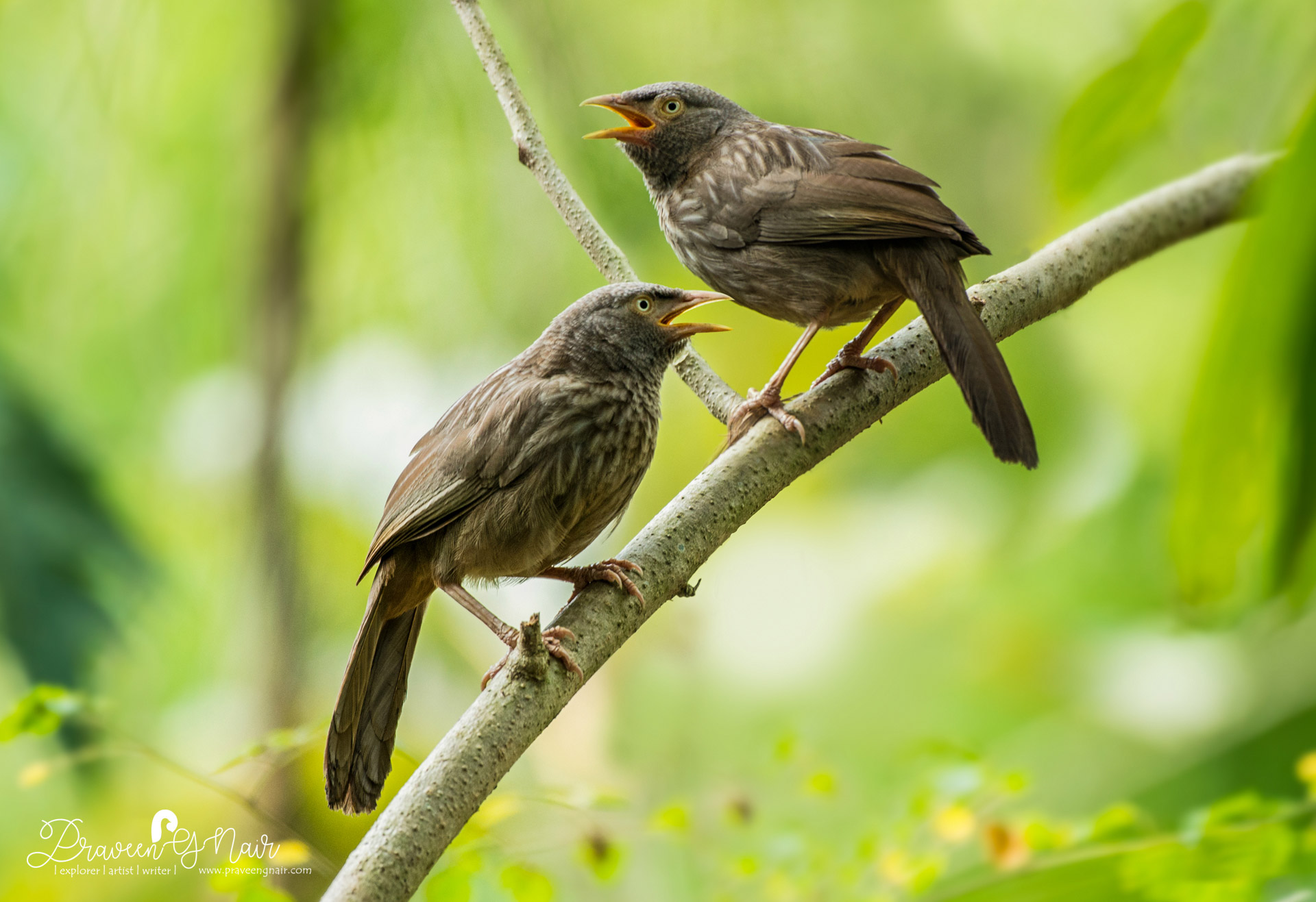jungle babbler, Argya-striata, Seven Sisters