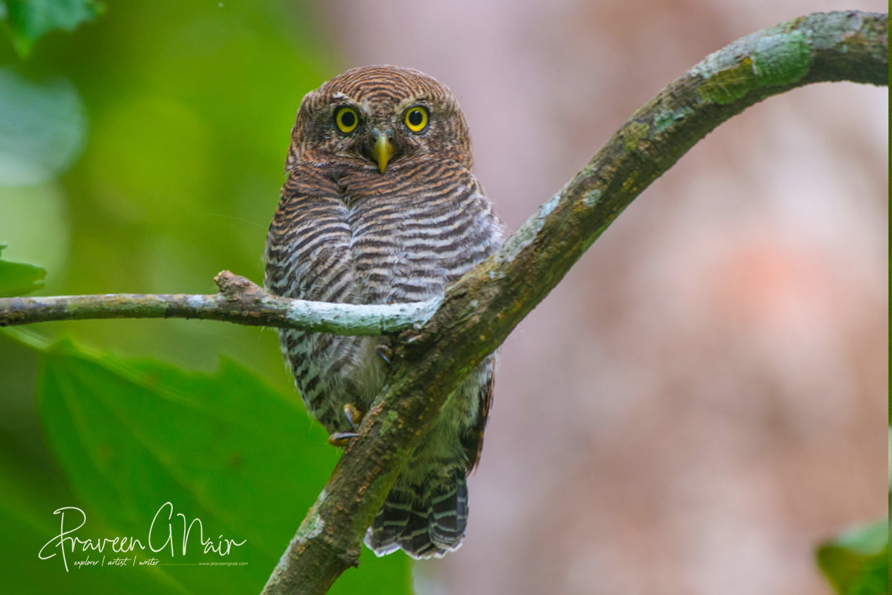 jungle owlet, Glaucidium radiatum
