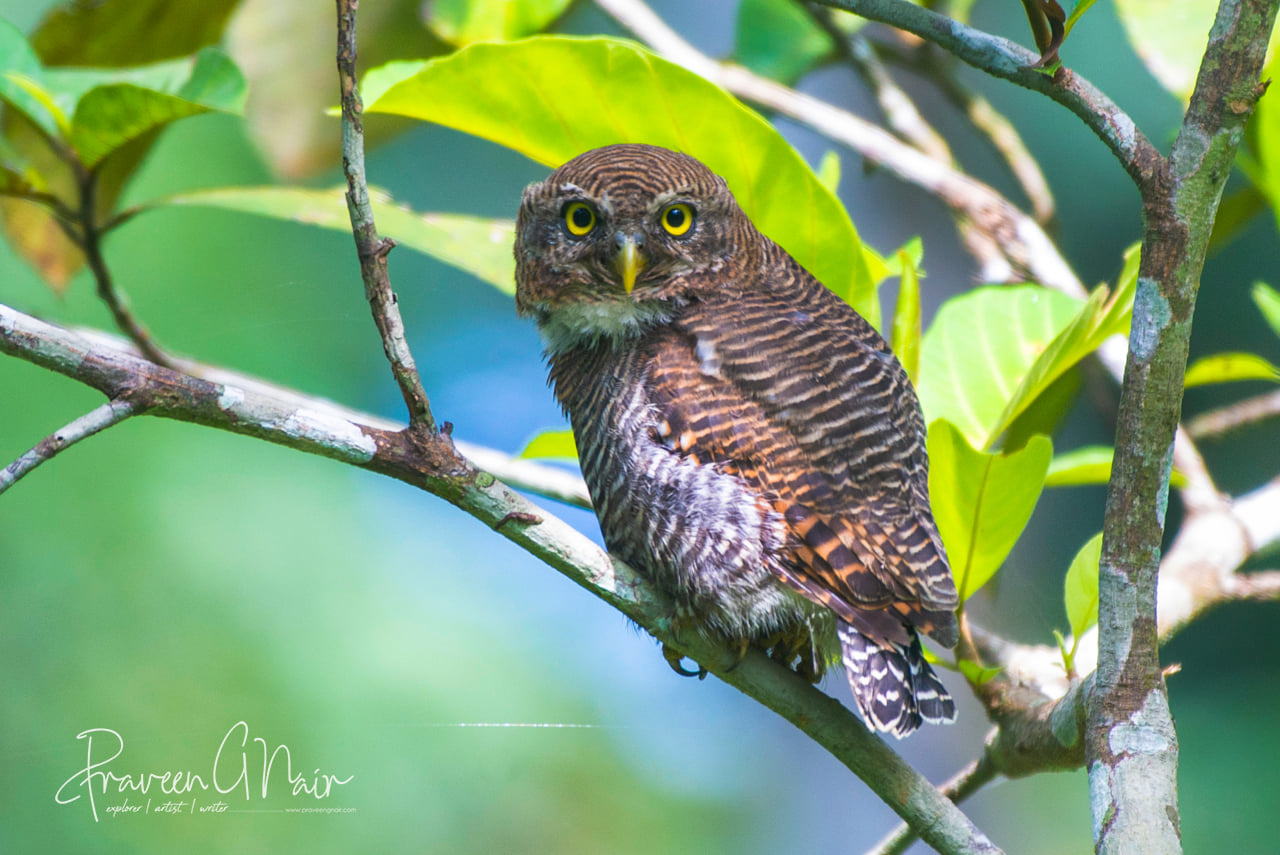 jungle owlet or Glaucidium radiatum