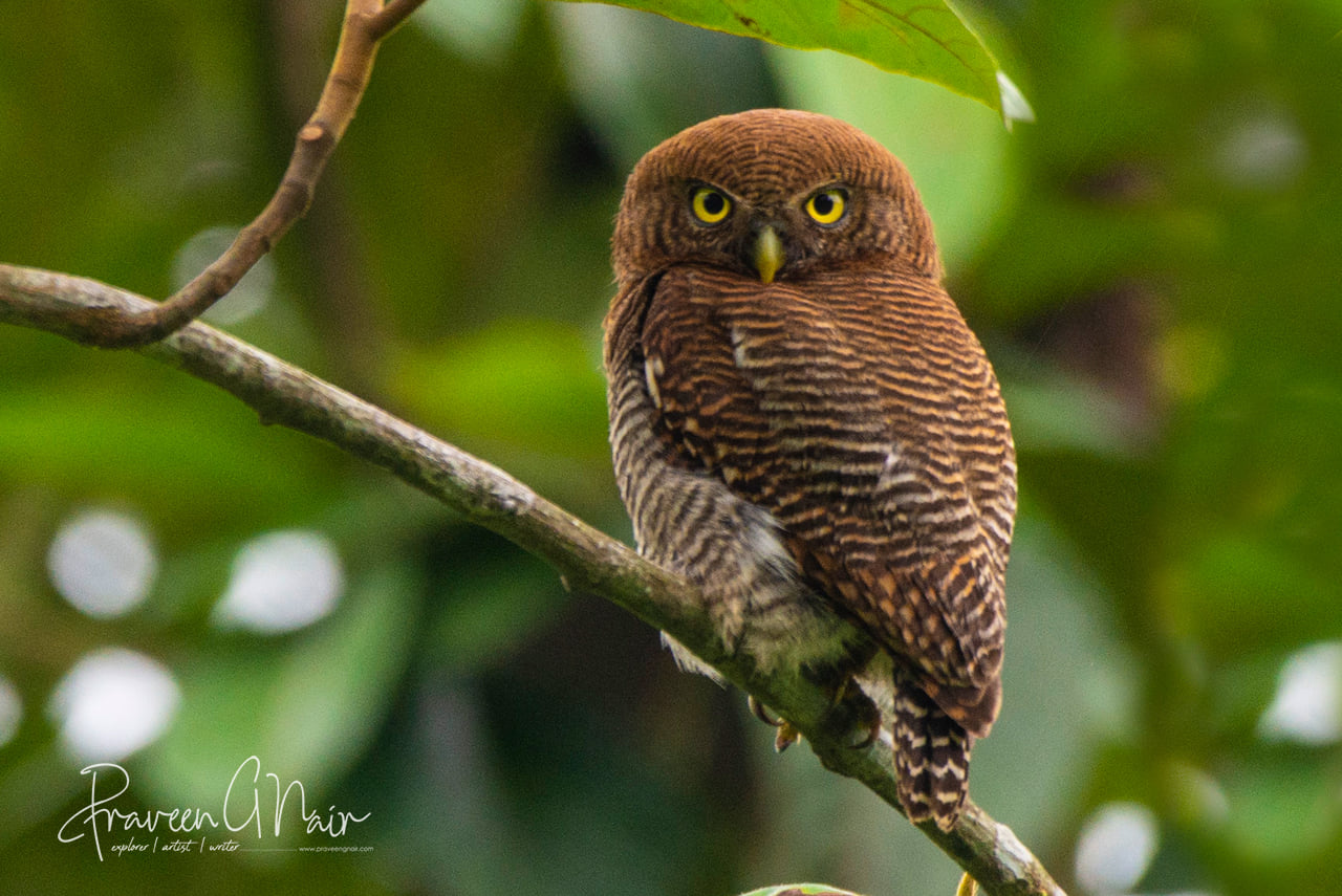 jungle owlet or Glaucidium radiatum