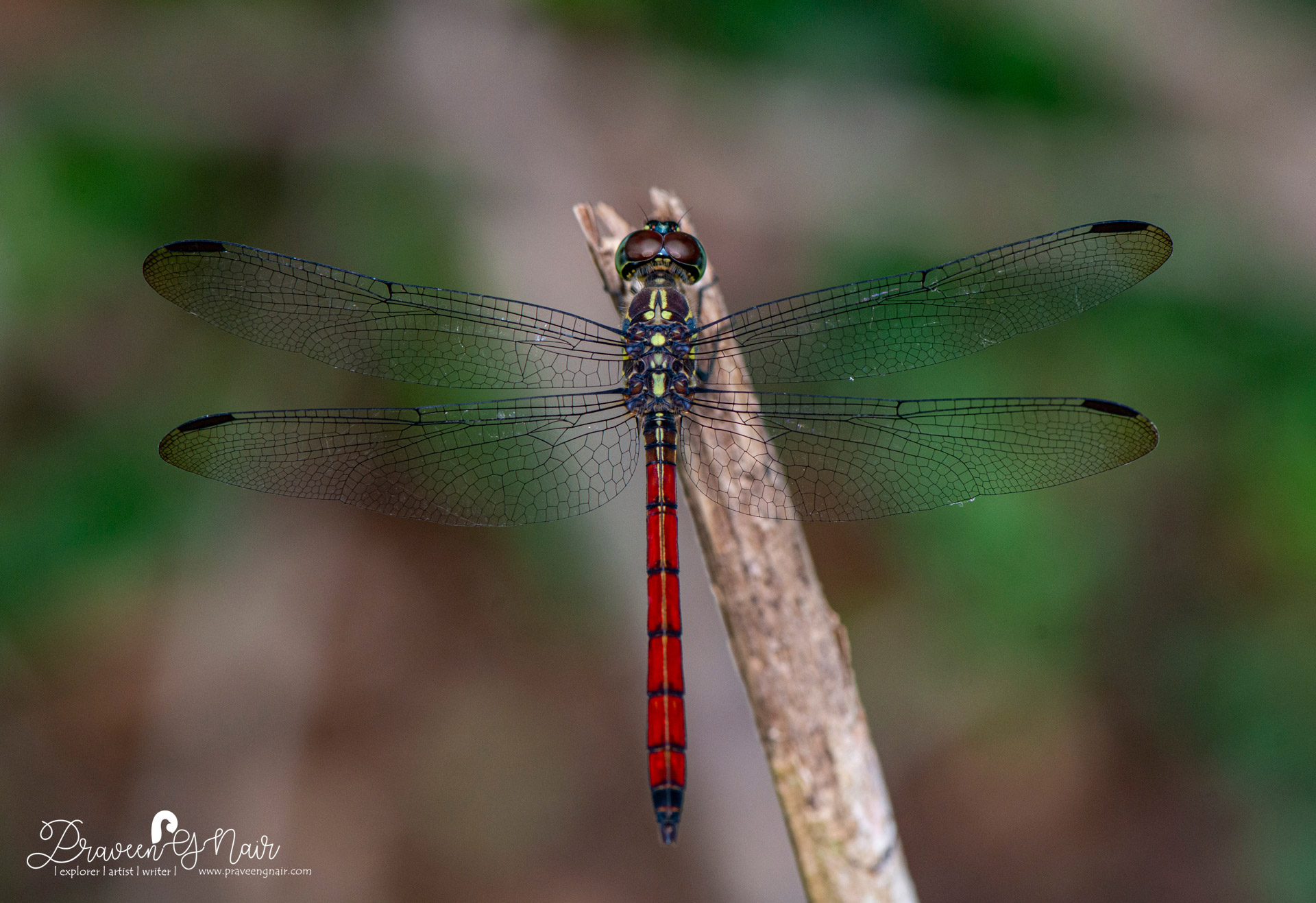 Lathrecista asiatica Male, Asian blood tail Male
