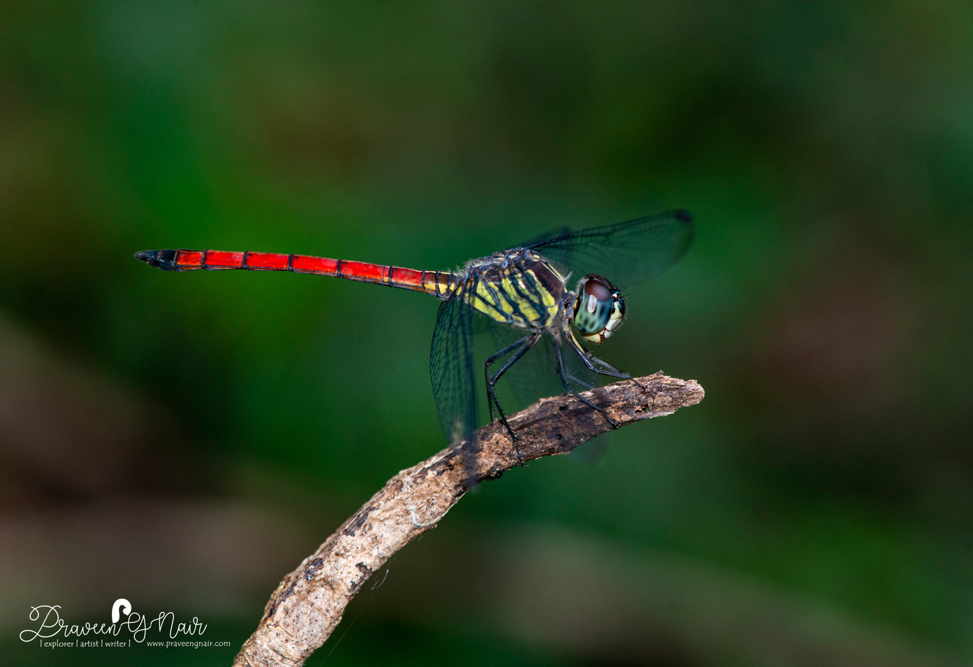 Lathrecista asiatica Male, Asian blood tail Male