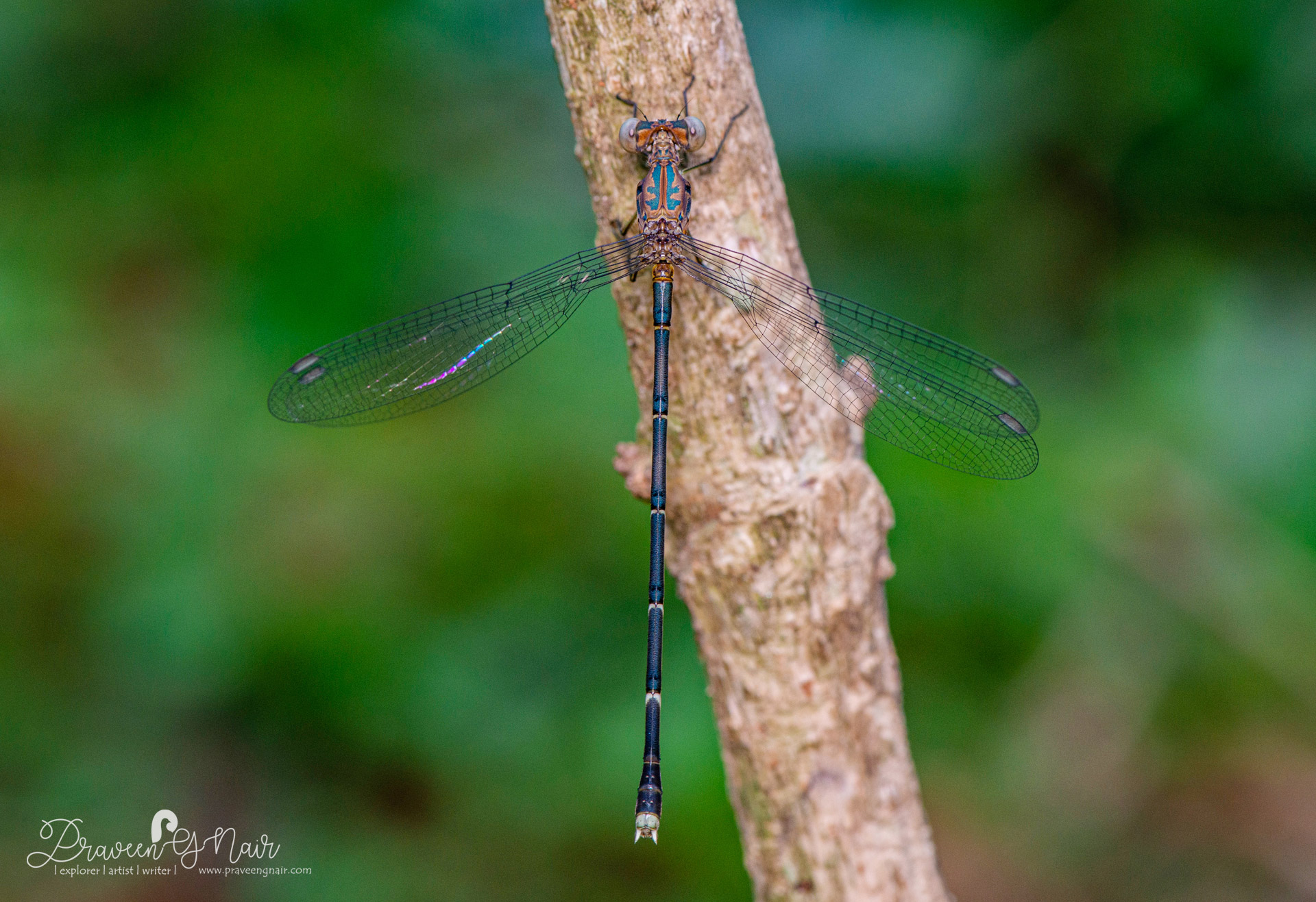 Lestes dorothea female, forest spreadwing-female