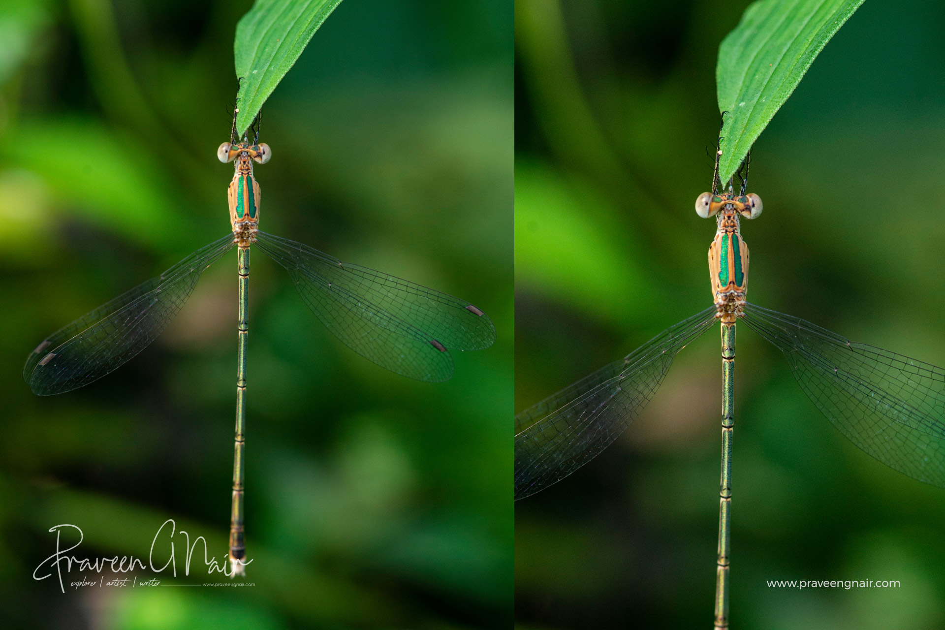 Lestes elatus, emerald spreadwing