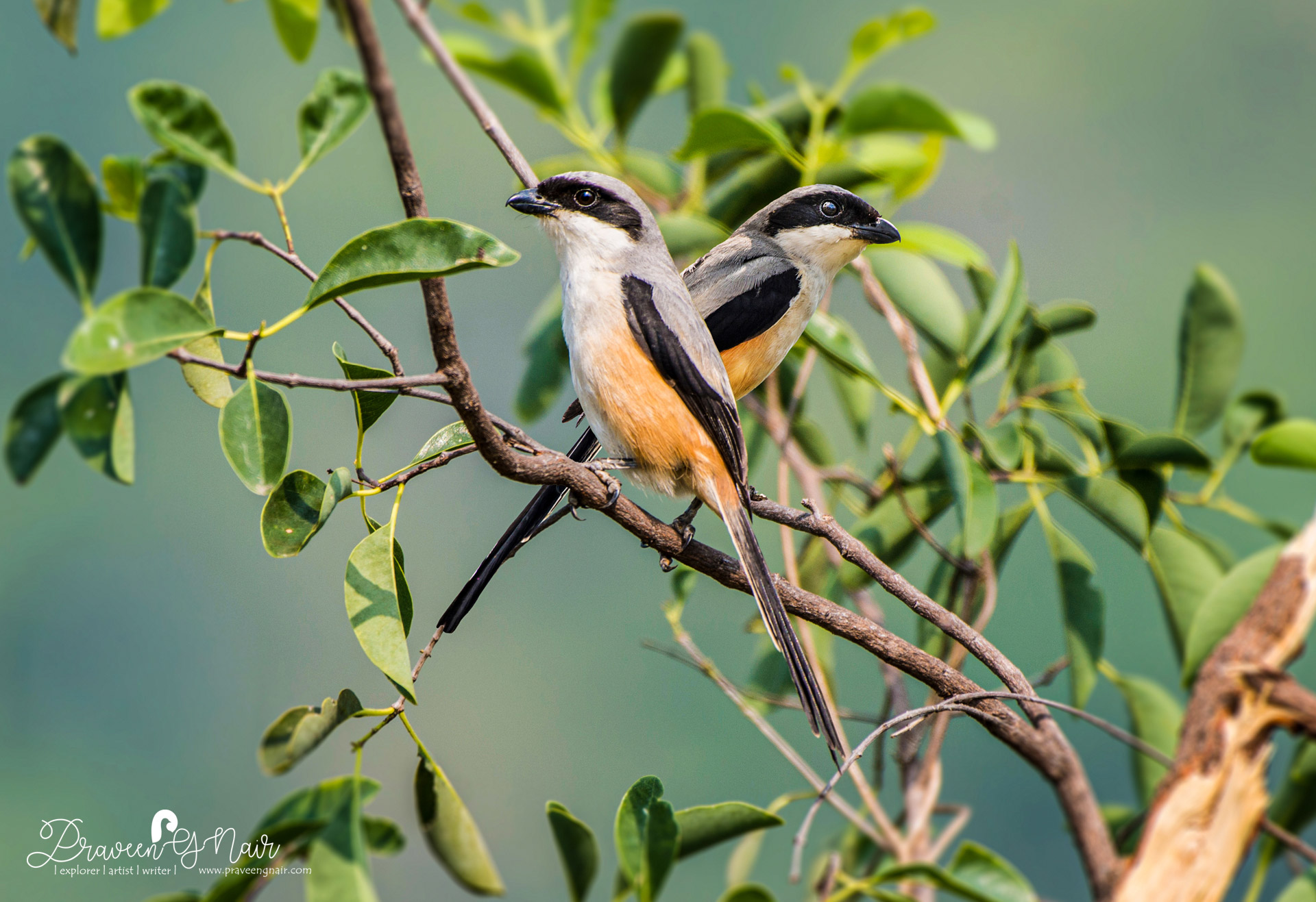 Lanius schach pair, rufous-backed shrike pair, Long-tailed Shrike