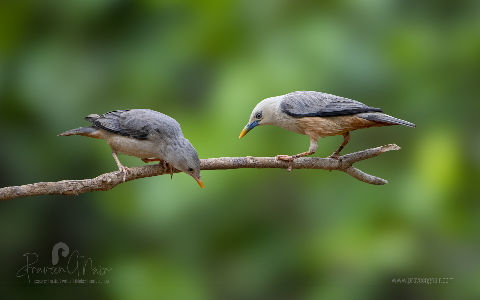 Malabar Starling