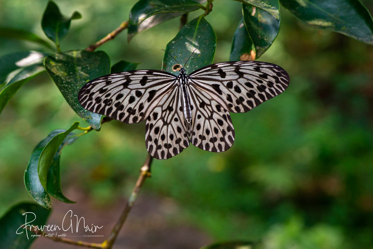 Malabar tree nymph or Idea malabarica