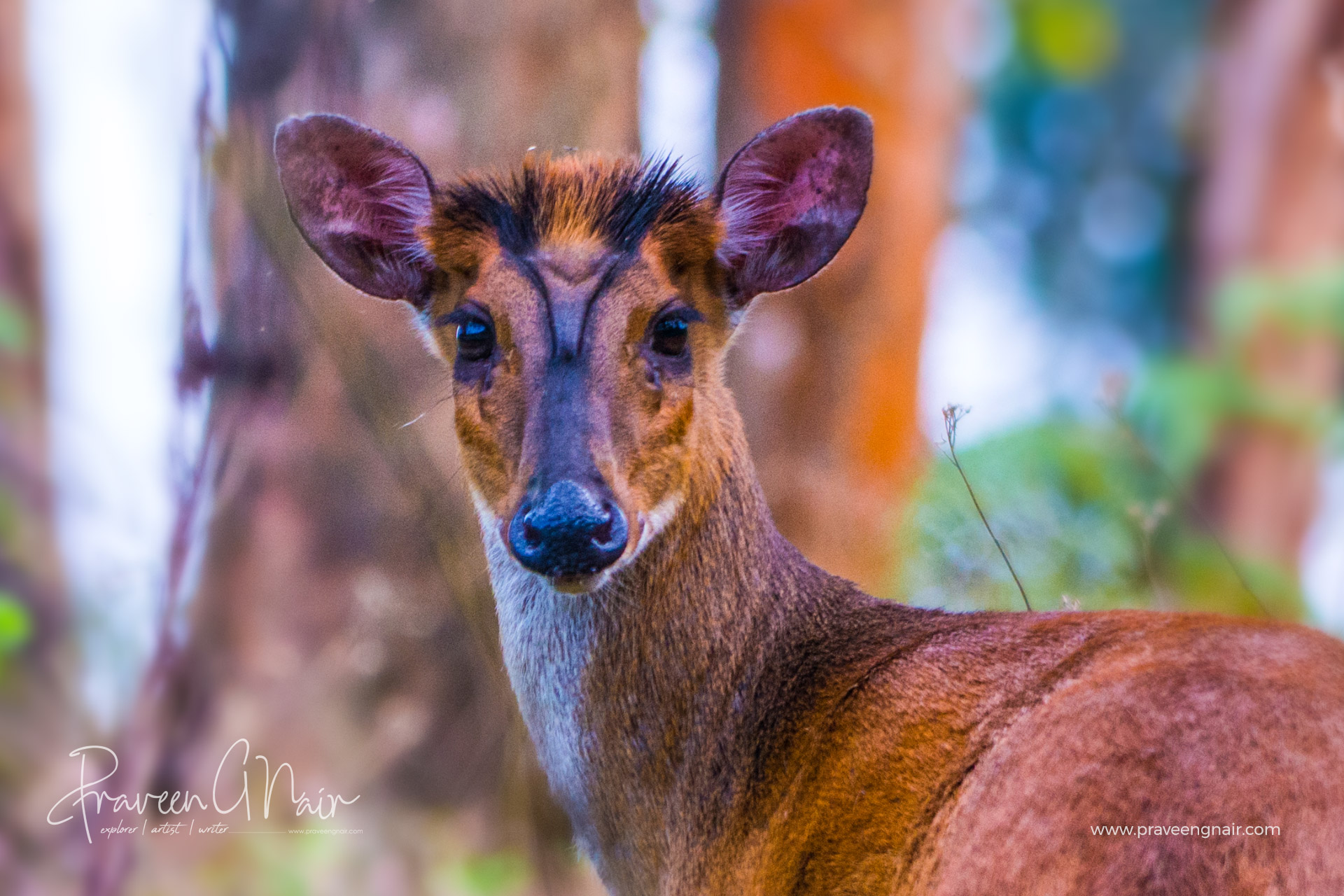 Muntiacus-muntjak_Indian muntjac