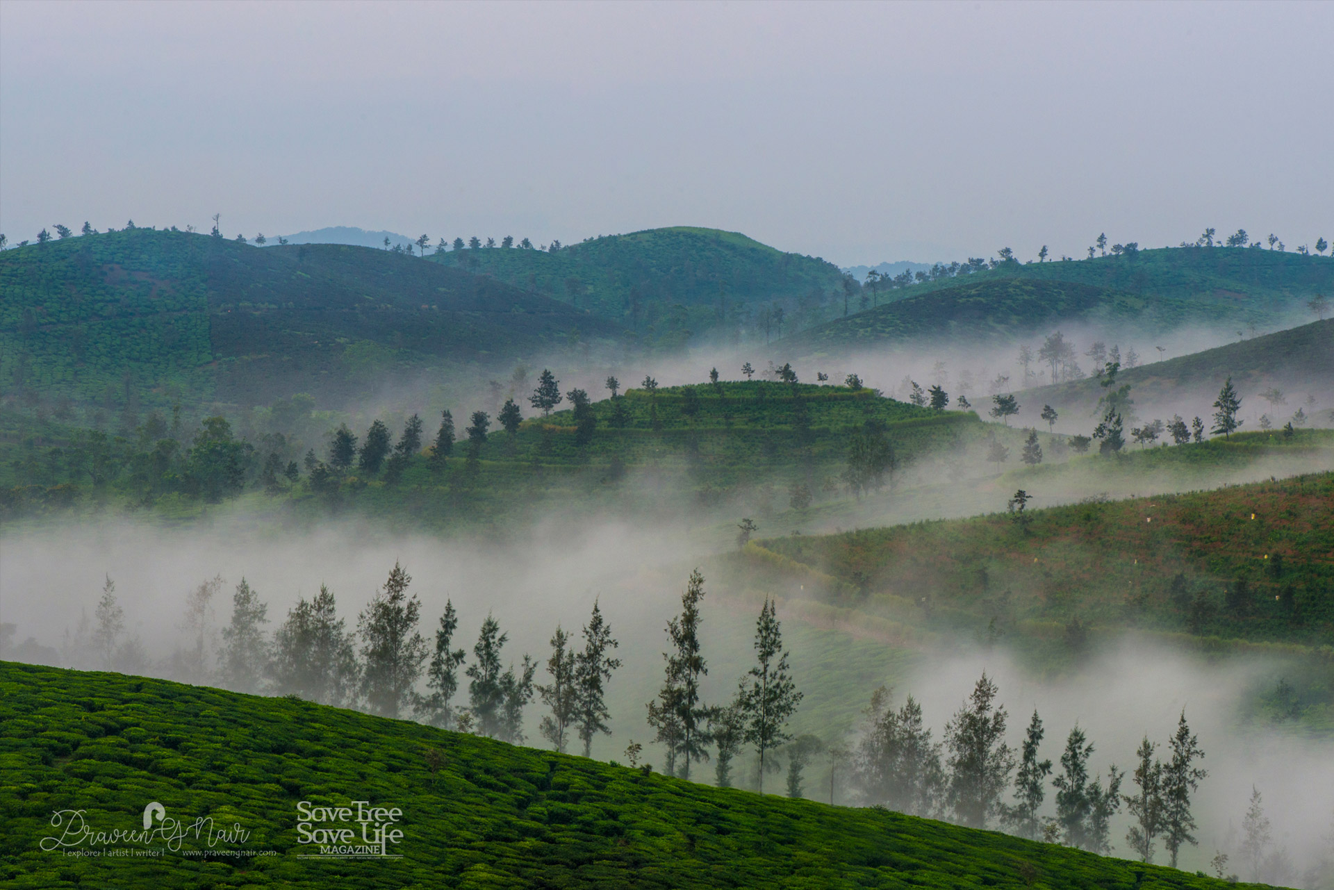 Mystic-morning-in-parunthumpara-tea-plantation