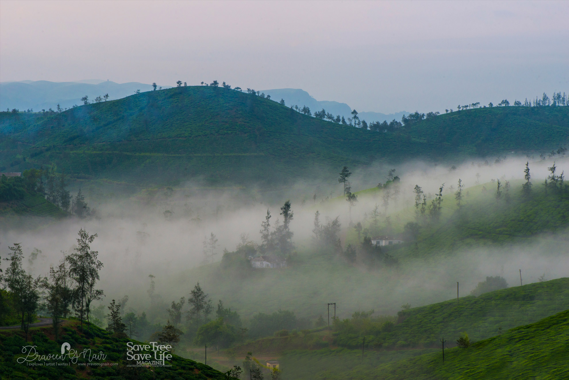 Mystic-morning-in-parunthumpara-tea-plantation