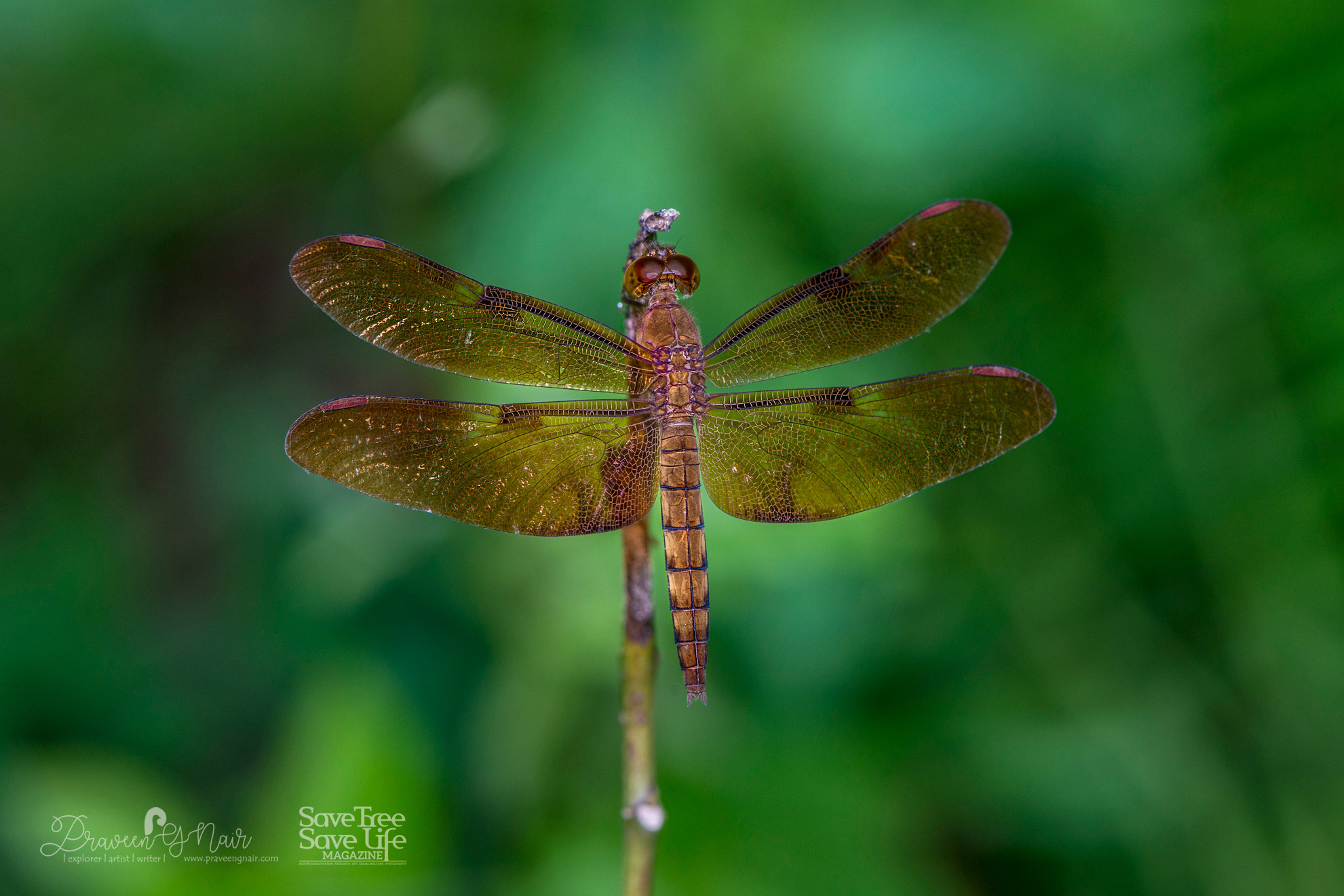 Neurothemis fulvia female, fulvous forest skimmer female