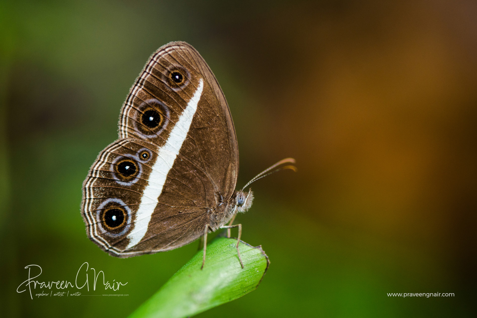 smooth-eyed bushbrown or dark grass-brown