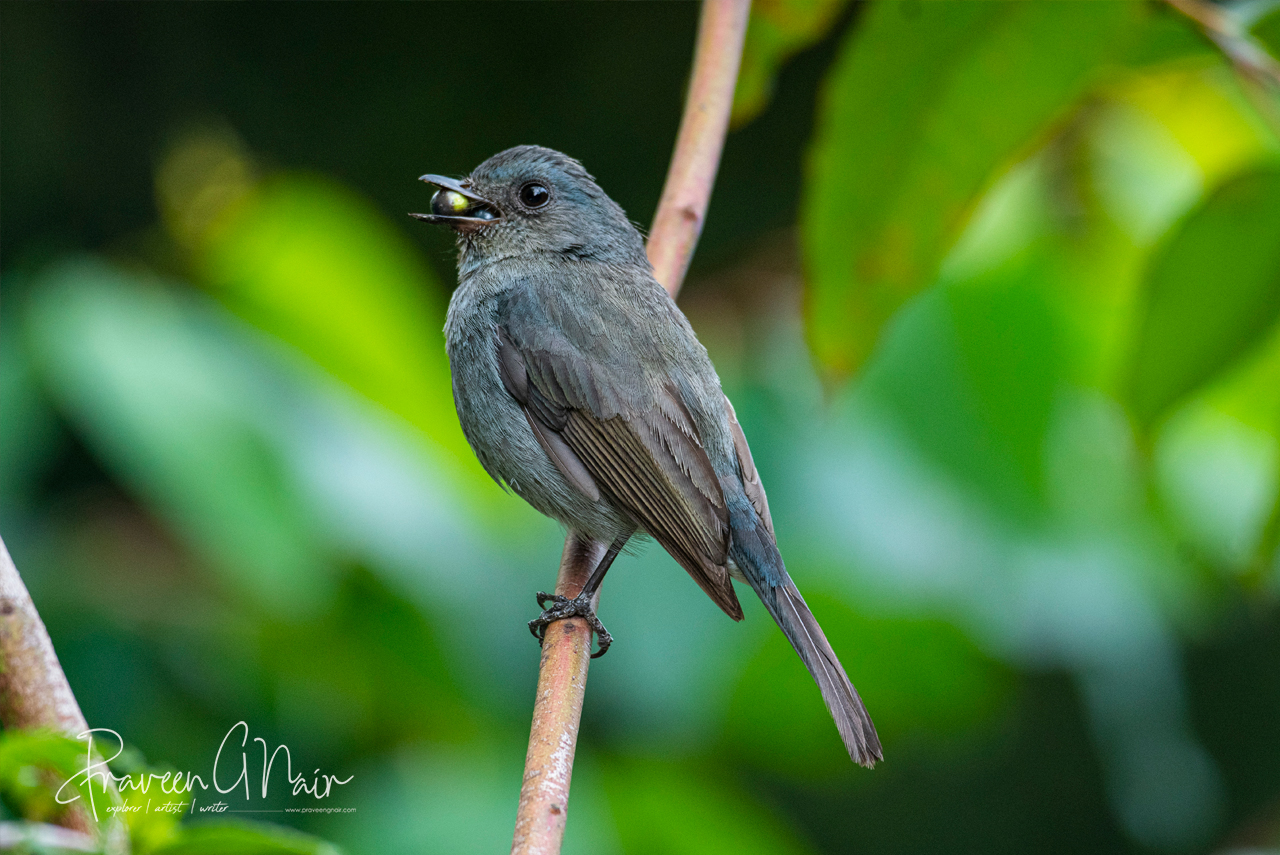 Nilgiri Flycatcher  female