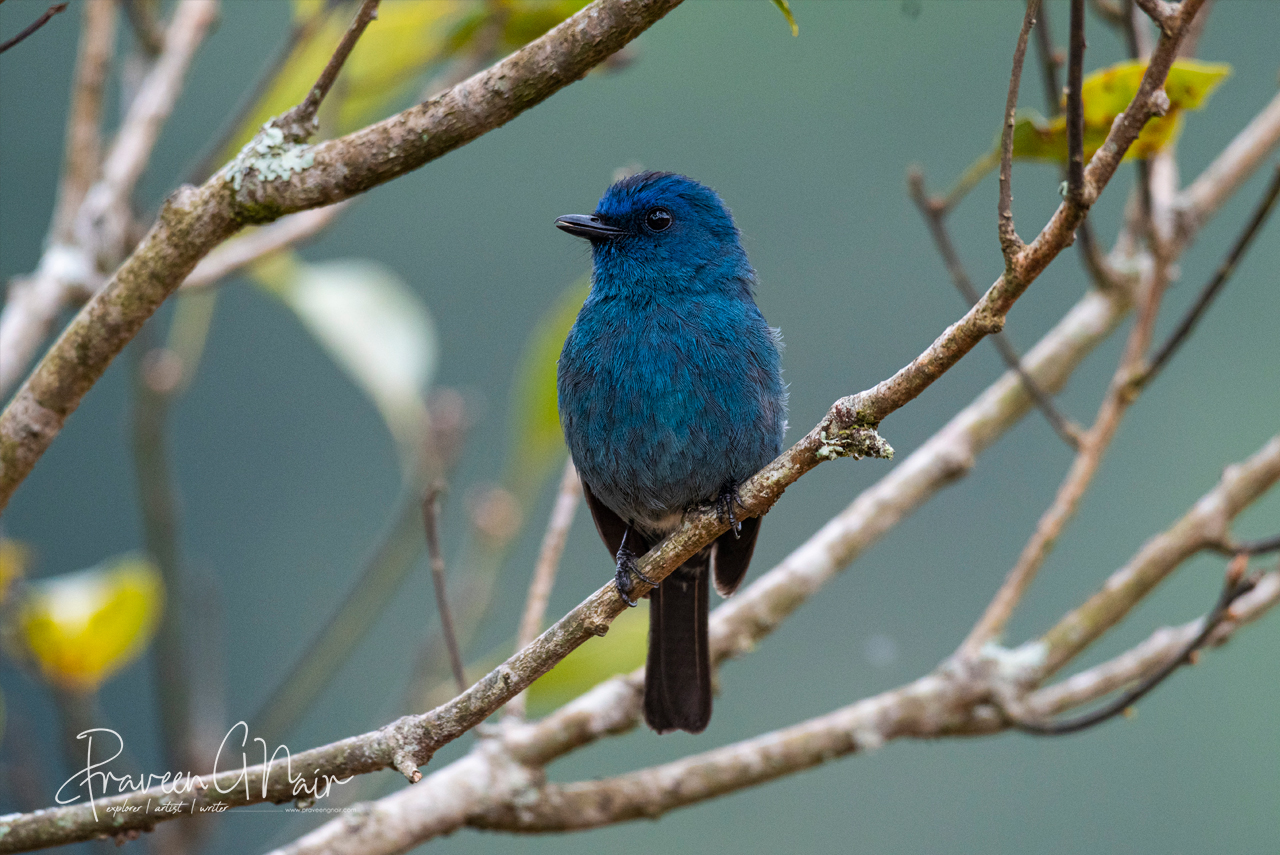 Nilgiri Flycatcher  male or Eumyias albicaudatus