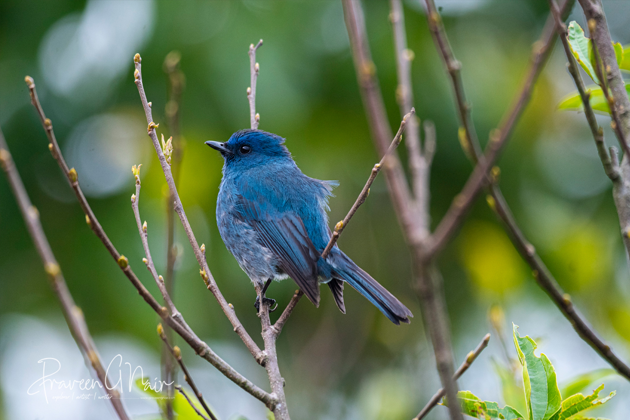 Nilgiri Flycatcher  male or Eumyias albicaudatus