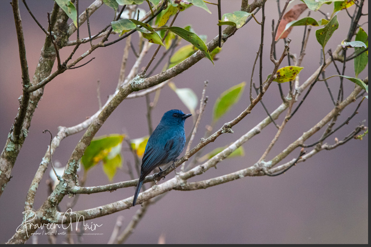 Nilgiri Flycatcher  male or Eumyias albicaudatus