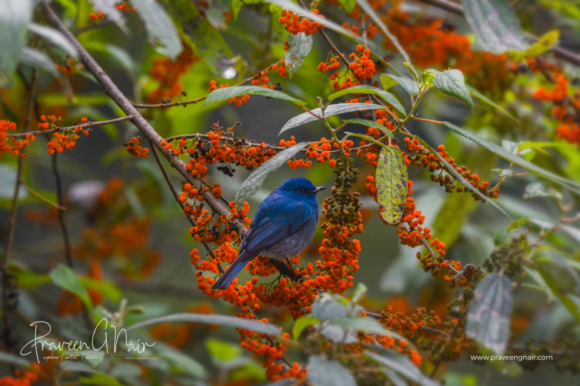 Nilgiri flycatcher
