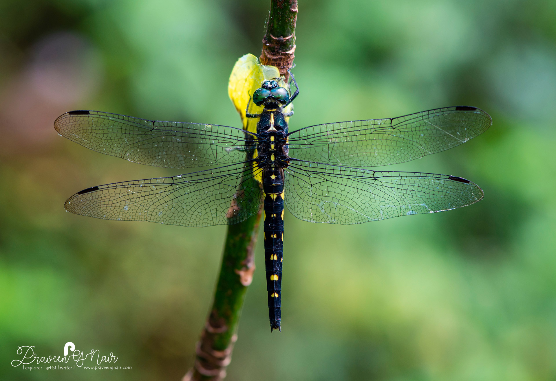 Onychothemis testacea male, stellate river hawk male