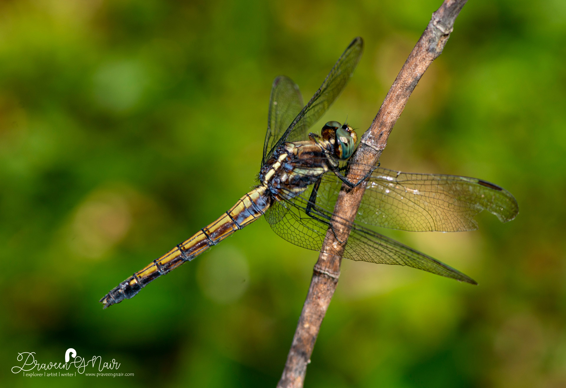 Slender skimmer Female,  green marsh hawk female