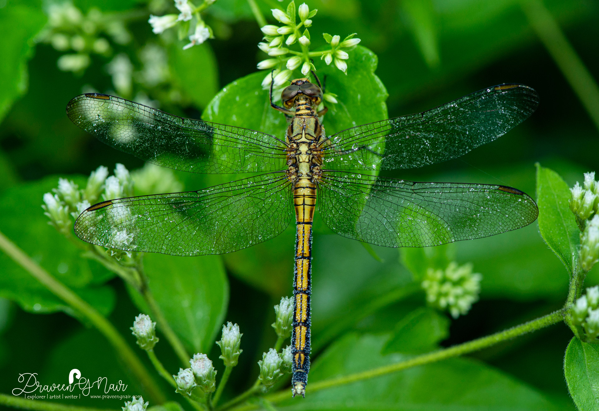Slender skimmer Female,  green marsh hawk female