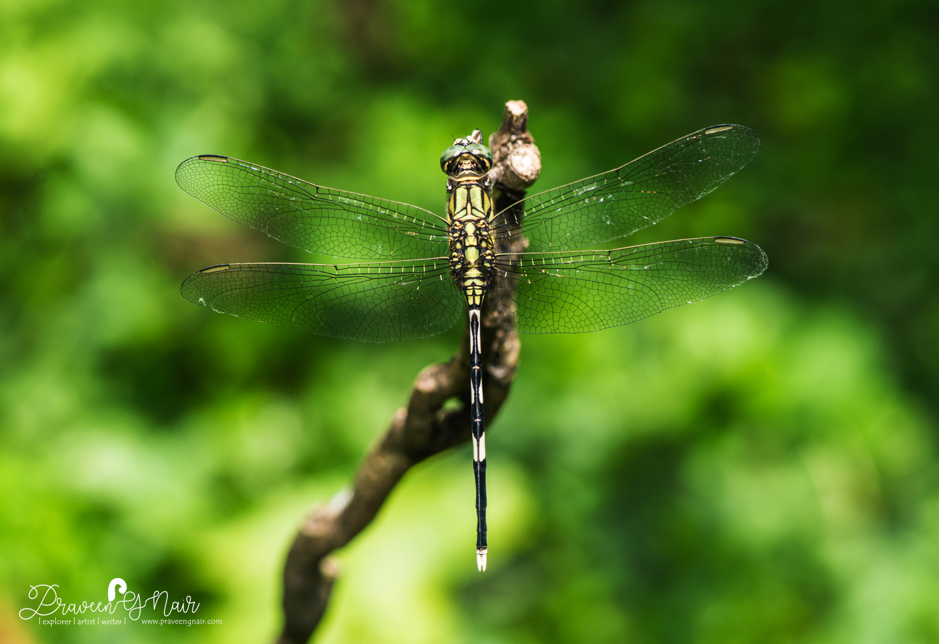 Slender skimmer male,  green marsh hawk male