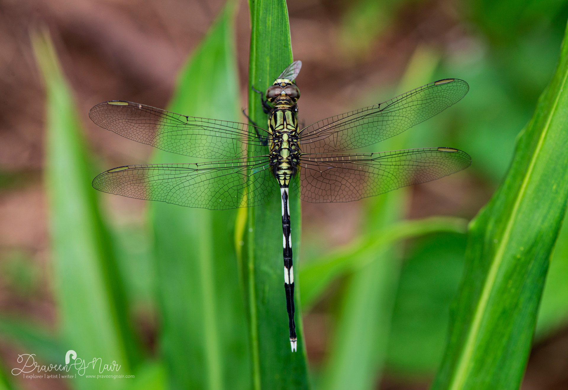 Orthetrum-sabina, slender-skimmer, green-marsh-hawk, Orthetrum-sabina-male