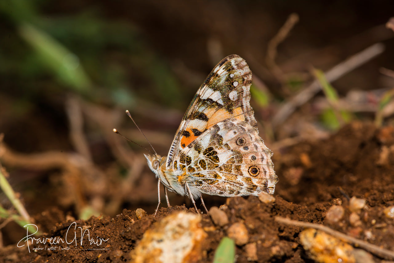 Painted Lady closed wing_Vanessa kershawi