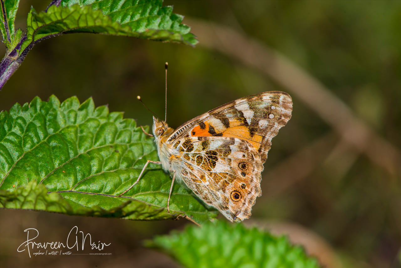 Painted Lady closed wings sitting in leaf_Vanessa kershawi