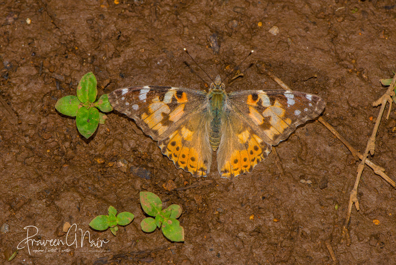 Painted Lady open wings Mud puddling _Vanessa kershawi 