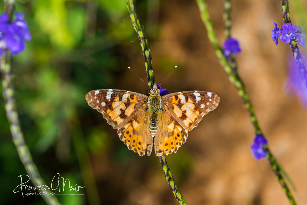 Painted Lady sitting in Stachytarpheta jamaicensis flower _Vanessa kershawi