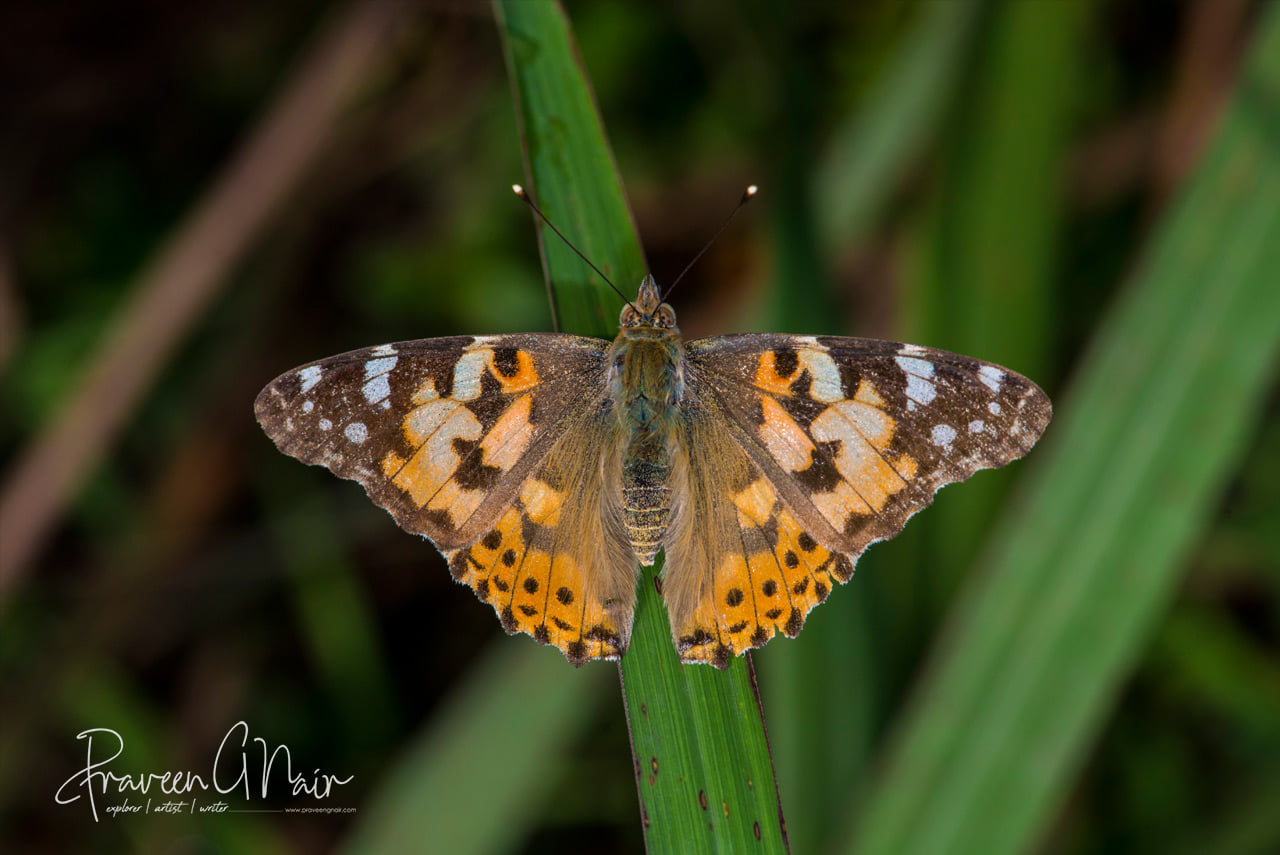 Painted Lady, Vanessa kershawi