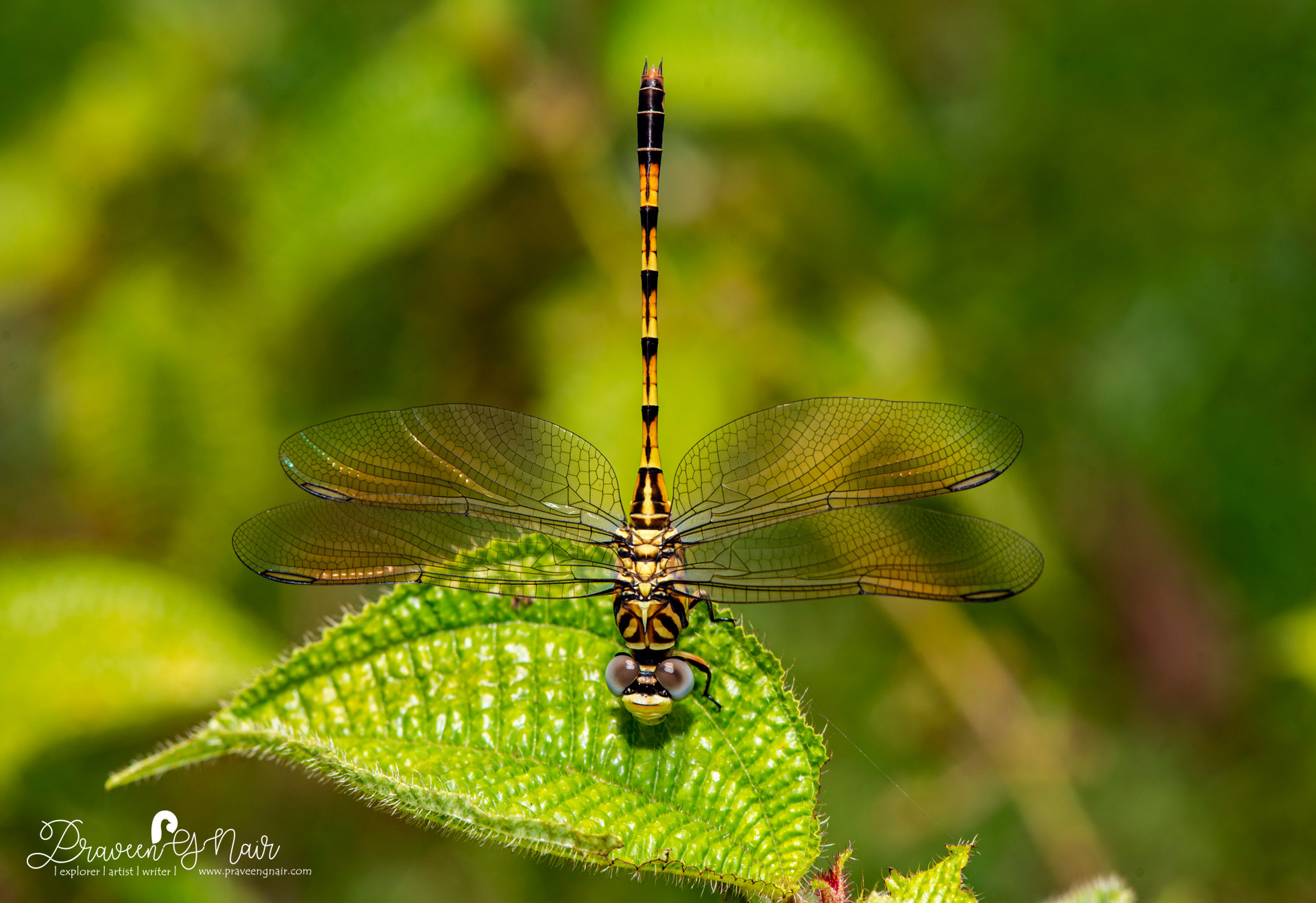 Paragomphus lineatus male