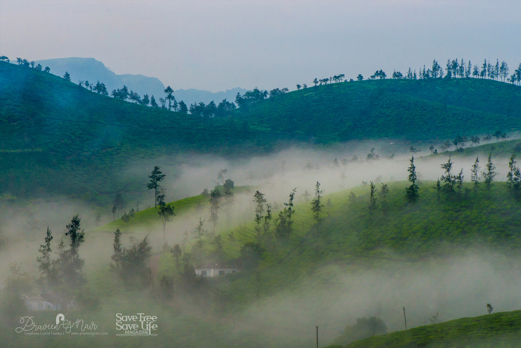 parunthumpara tea plantationin mystic morning