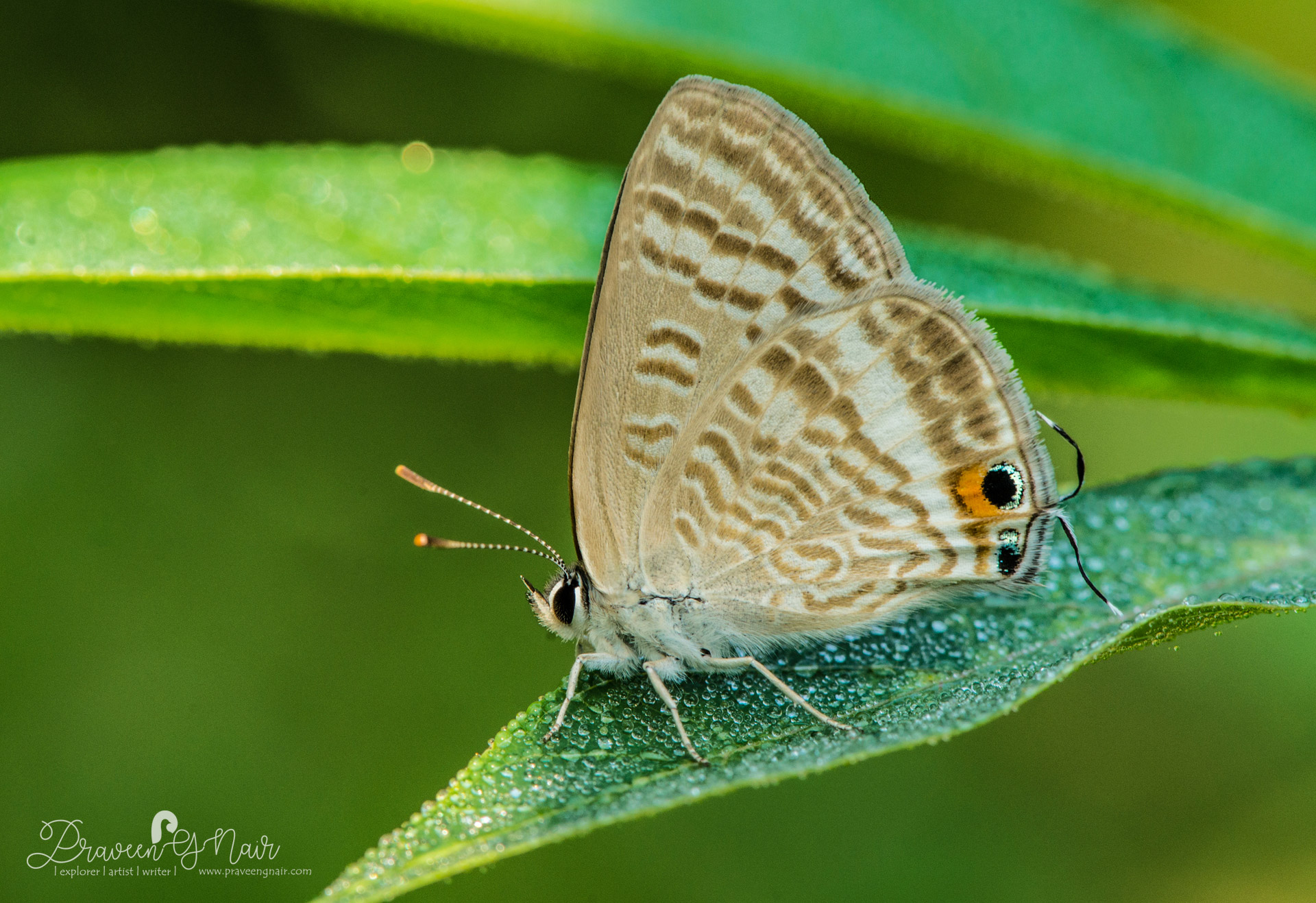 pea blue or Lampides boeticus