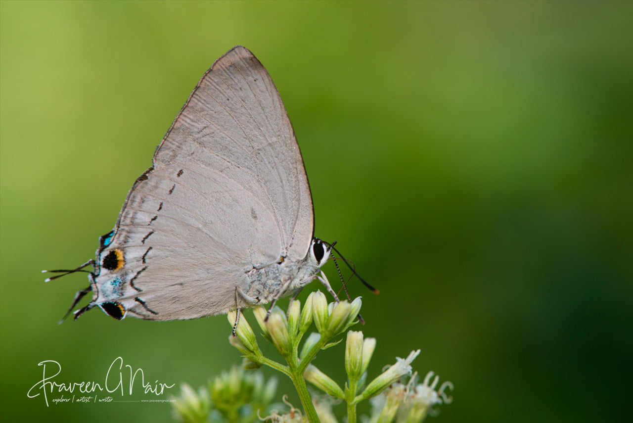 peacock royal, Tajuria cippus 