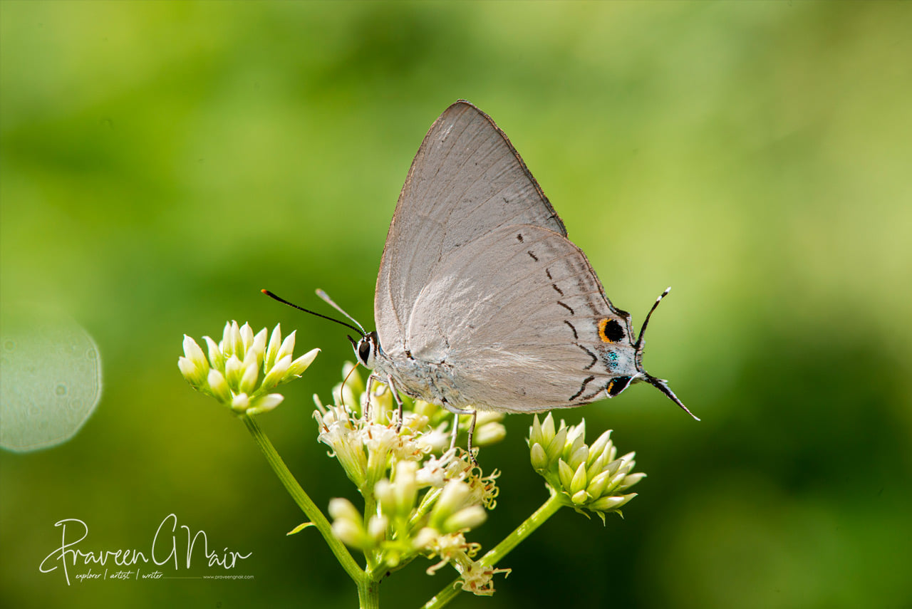 peacock royal, Tajuria cippus